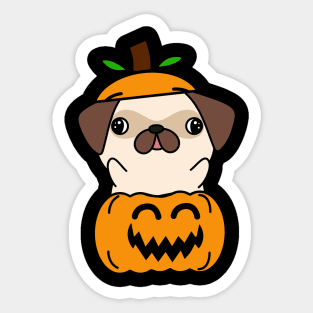 Funny pug is in a pumpkin Sticker